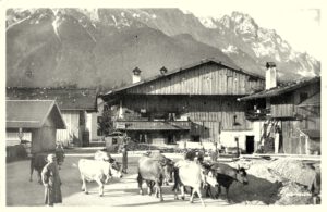 Scan_sw-Foto-AK_W.Oll_04a_Untergrainau_Dorfplatz_Kruscht-Haus_Zugspitze_Viehtrieb_1940