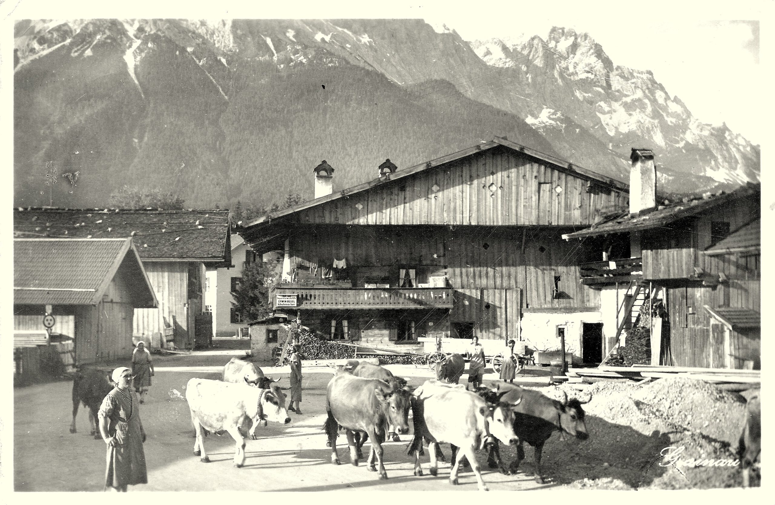 Scan_sw-Foto-AK_W.Oll_04a_Untergrainau_Dorfplatz_Kruscht-Haus_Zugspitze_Viehtrieb_1940